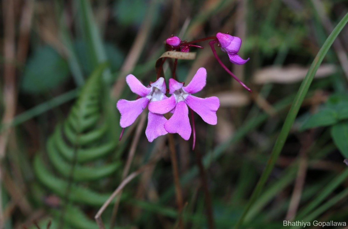 Impatiens acaulis Arn.
